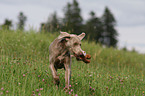 running Weimaraner