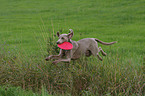 jumping Weimaraner