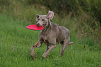 running Weimaraner