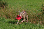 jumping Weimaraner