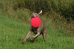 running Weimaraner