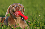 Weimaraner