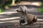 lying Weimaraner