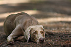 lying Weimaraner