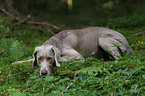 lying Weimaraner