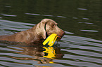 Weimaraner