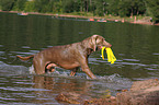 Weimaraner retrieves Kong