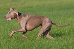 female Weimaraner