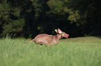 female Weimaraner