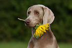 Weimaraner with sunflower