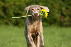 Weimaraner with sunflower