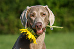 Weimaraner with sunflower