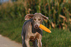 Weimaraner with corncob