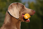 Weimaraner with corncob