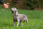 Weimaraner puppy