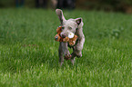 Weimaraner puppy