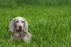 Weimaraner puppy