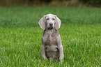 Weimaraner puppy