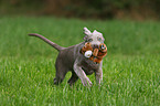 Weimaraner puppy