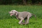 Weimaraner puppy