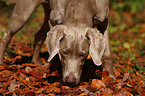 snuffling Weimaraner