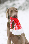 Weimaraner Portrait