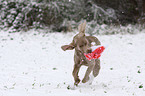 running Weimaraner