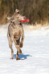 Weimaraner in snow