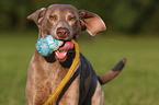 Weimaraner Portrait