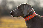 Weimaraner Portrait