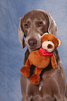 Weimaraner Portrait