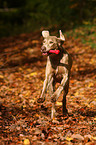 running Weimaraner