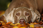 Weimaraner Portrait