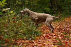 Weimaraner