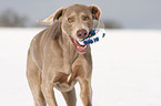 running Weimaraner