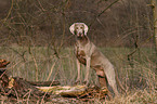 shorthaired Weimaraner