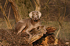 shorthaired Weimaraner