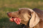 eating Weimaraner