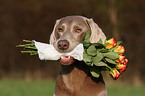 Weimaraner with rose