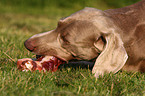 eating Weimaraner