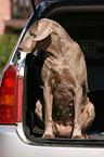 Weimaraner in car trunk