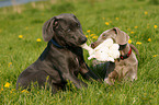 Weimaraner puppies