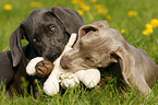 Weimaraner puppies