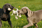 Weimaraner puppies