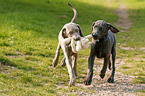 Weimaraner puppies