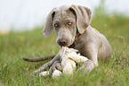 Weimaraner puppy