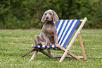 Weimaraner Puppy