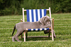 Weimaraner Puppy