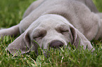 Weimaraner Puppy