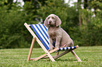 Weimaraner Puppy